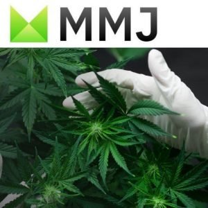 Sequoya Cannabis Limited wins EU GMP Certification 1 Sequoya Cannabis Limited wins EU GMP Certification
