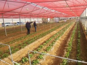 Second Commercial sale of RZTO technology secured to Israeli cannabis grower 1