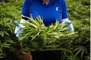 Halo announces indoor grow JV with Zkittlez in California 1 Halo announces indoor grow JV with Zkittlez in California 1