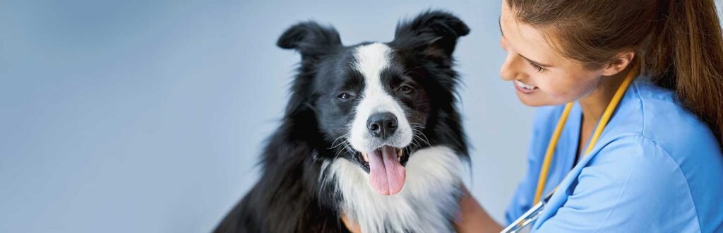 Anpario Plc has acquired Bio-Vet Inc. for $7.3 million 1 Animal feed